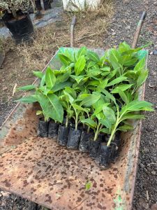 G9 Banana Plant