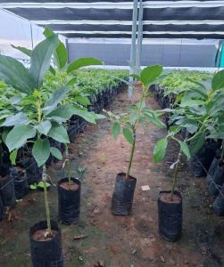 Hass Avocado Plant
