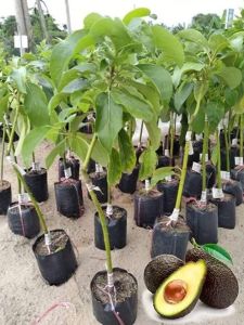 Hass Avocado Plant