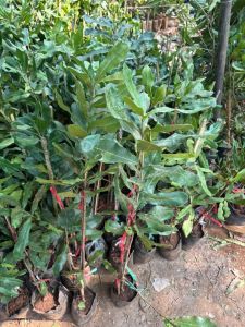 Macadamia Nut Plant Grafted