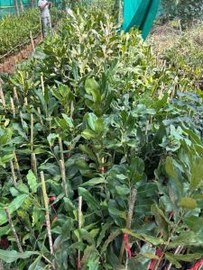 Macadamia Nut Plant Grafted