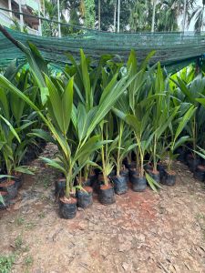 Malaysian Coconut Plant