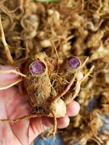 Raw Black Ginger