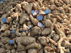 Raw Black Turmeric