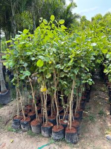 Red Sandalwood Plant