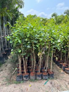Red Sandalwood Plant