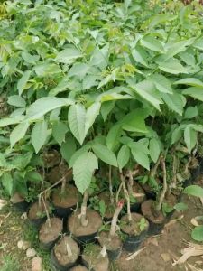 Walnut Grafted Plant