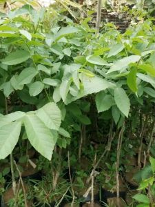 Walnut Grafted Plant