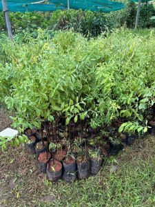 White Sandalwood Plant