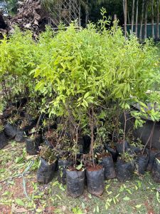 White Sandalwood Plant