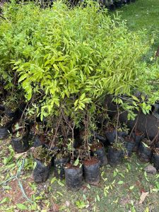 White Sandalwood Plant