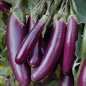 Fresh Eggplant