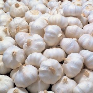 Fresh Garlic