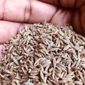 Premium Grade Cumin Seeds