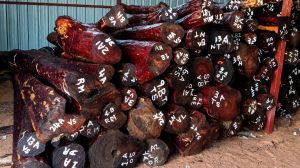 A Grade Red Sandalwood Logs