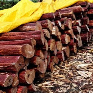Natural Red Sandalwood Timber Logs