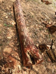 Premium Quality Red Sandalwood Logs