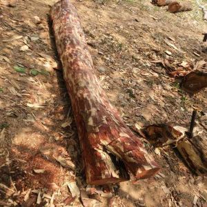 Sustainable Red Sandalwood Logs