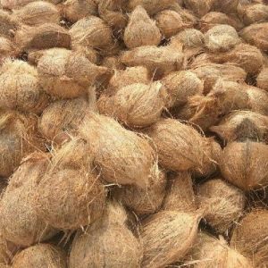 Brown Husked Coconut