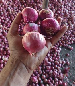 35mm Fresh Red Onion