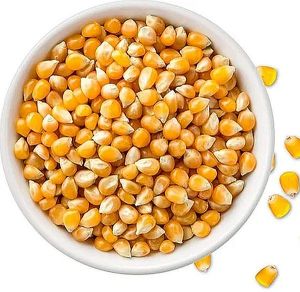 Dried Corn Kernel