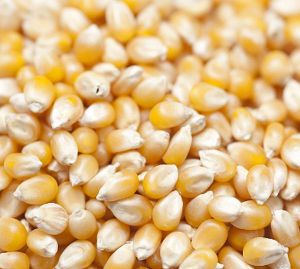 Maize Seeds