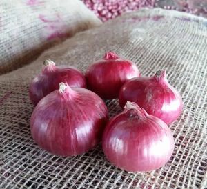 Nashik Red Onion