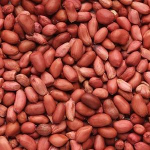 Peanut Groundnut Seed