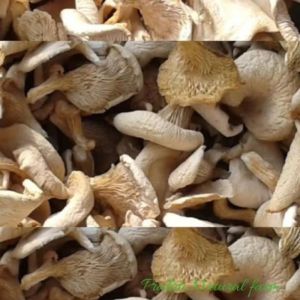 Brown Dried Oyster Mushroom