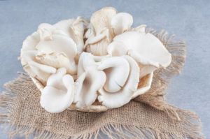 Culinary Grade White Oyster Mushroom
