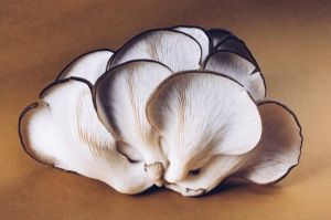 Farm Grown Oyster Mushroom Bunch