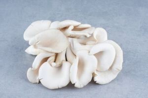 Fresh Picked White Oyster Mushrooms
