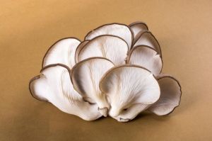 Fresh White Oyster Mushroom