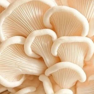 Gourmet White Oyster Mushroom