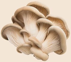 Organic White Oyster Mushroom