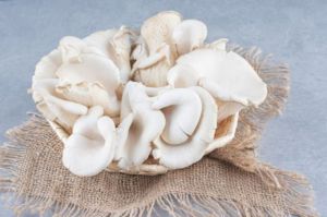 fresh harvest oyster mushroom