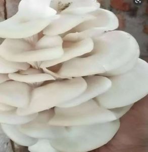 Pure White Oyster Mushroom