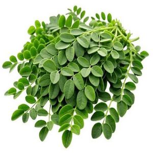 Fresh Moringa Leaf