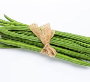 Moringa Oleifera Fresh Drumsticks