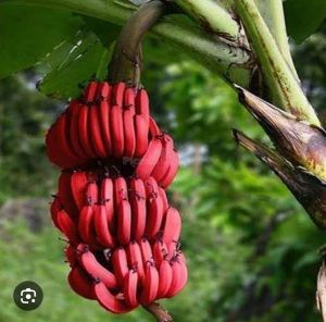 Fresh Red Banana