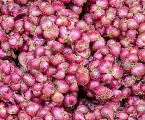Fresh Small Onions