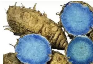 Organic Black Turmeric Finger