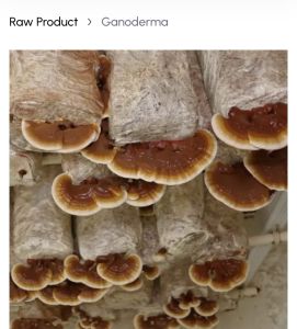Premium Ganoderma Mushroom