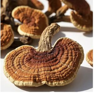 Premium Ganoderma Mushroom