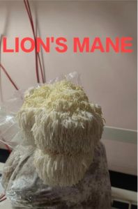 Fresh Lions Mane Mushroom