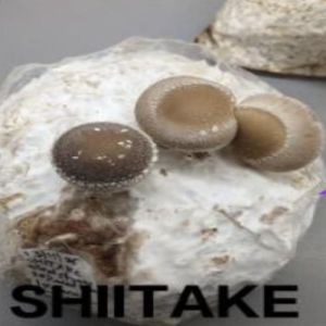 Premium Fresh Shiitake Mushroom
