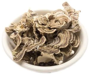 Turkey Tail Mushroom