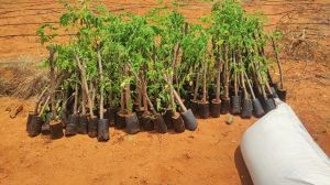 Moringa Plant (Karumbu Moringa)