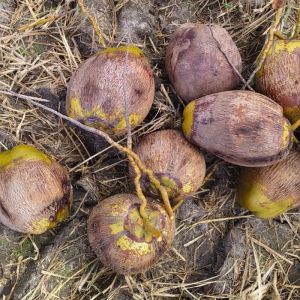 Dried Tender Coconut