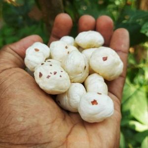 Jumbo Raw Makhana